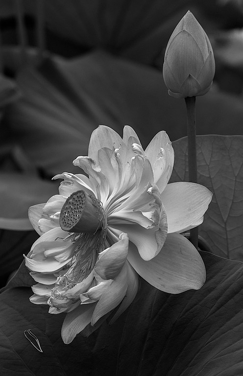 Digital B n W In Class A By Stan Murawski For Two Stages Of Lotus NOV-2019.jpg